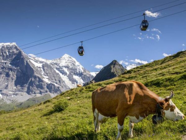 GRINDELWALD-MÄNNLICHEN GONDOLA CABLEWAY